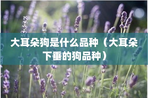 大耳朵狗是什么品种（大耳朵下垂的狗品种）