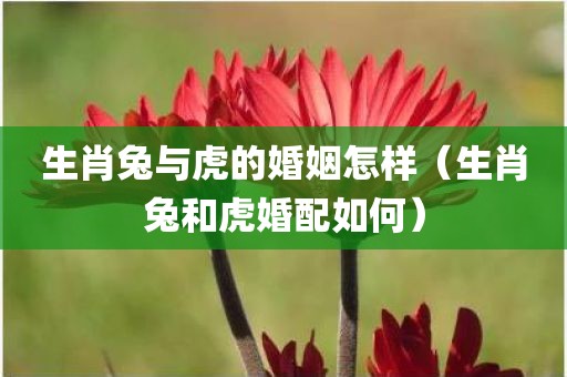 生肖兔与虎的婚姻怎样（生肖兔和虎婚配如何）