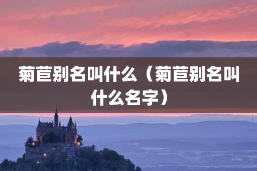 菊苣别名叫什么(菊苣别名叫什么名字)