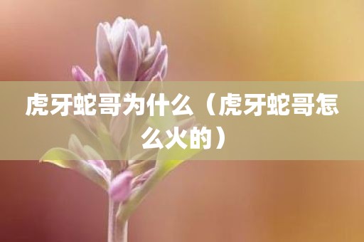 虎牙蛇哥为什么（虎牙蛇哥怎么火的）