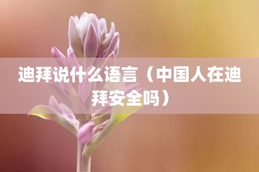 迪拜说什么语言（中国人在迪拜安全吗）