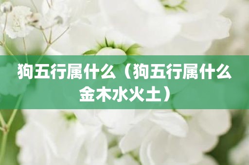 狗五行属什么（狗五行属什么金木水火土）