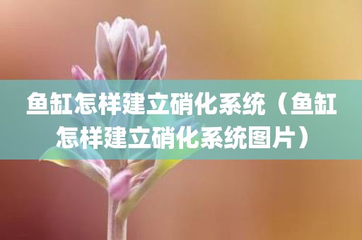鱼缸怎样建立硝化系统（鱼缸怎样建立硝化系统图片）