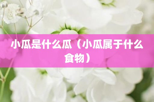 小瓜是什么瓜（小瓜属于什么食物）