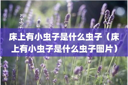 床上有小虫子是什么虫子（床上有小虫子是什么虫子图片）