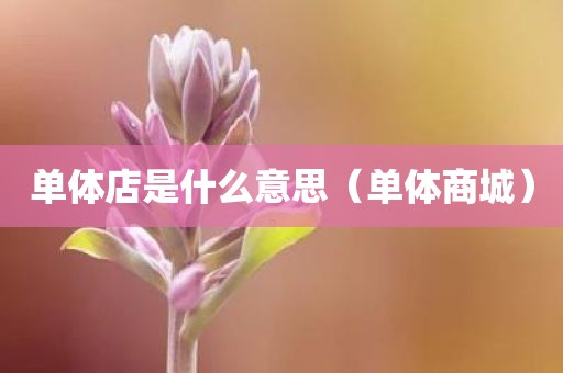 单体店是什么意思(单体商城)