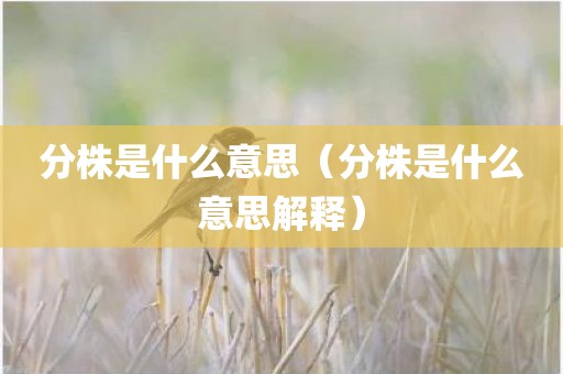 分株是什么意思(分株是什么意思解释)