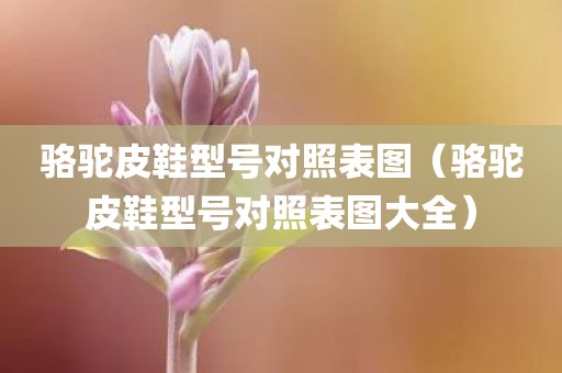 骆驼皮鞋型号对照表图（骆驼皮鞋型号对照表图大全）