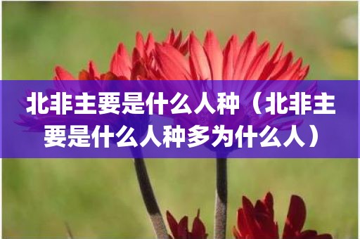 北非主要是什么人种（北非主要是什么人种多为什么人）