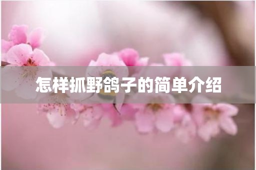 怎样抓野鸽子的简单介绍
