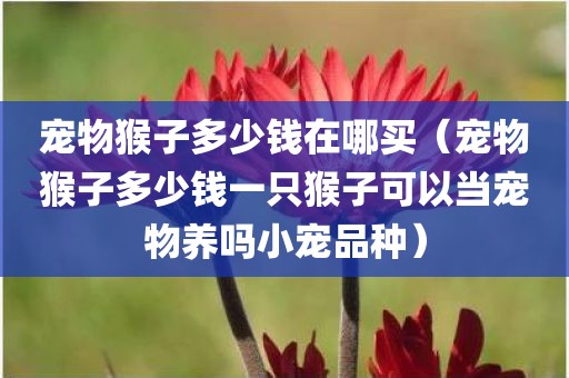 宠物猴子多少钱在哪买（宠物猴子多少钱一只猴子可以当宠物养吗小宠品种）