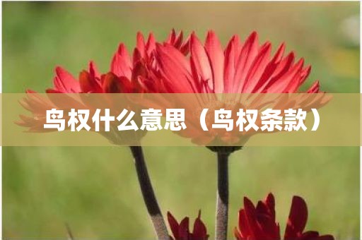 鸟权什么意思（鸟权条款）