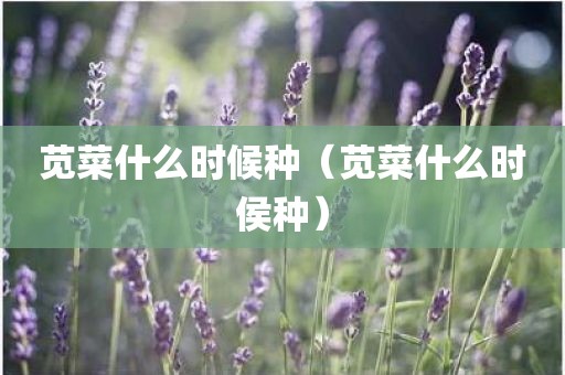 苋菜什么时候种（苋菜什么时侯种）