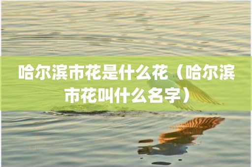 哈尔滨市花是什么花（哈尔滨市花叫什么名字）