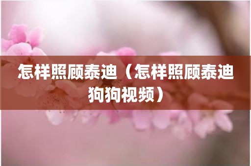 怎样照顾泰迪（怎样照顾泰迪狗狗视频）