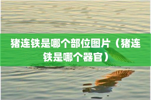 猪连铁是哪个部位图片（猪连铁是哪个器官）