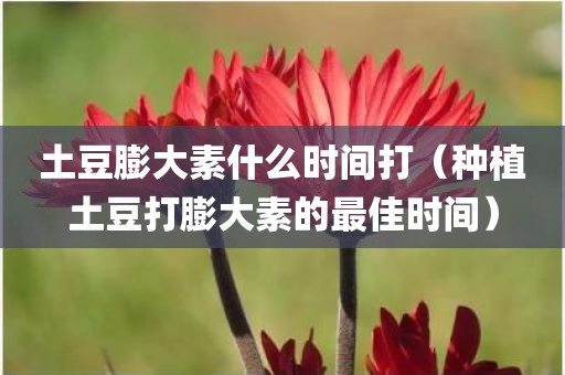 土豆膨大素什么时间打（种植土豆打膨大素的最佳时间）