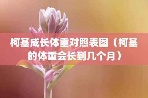 柯基成长体重对照表图（柯基的体重会长到几个月）