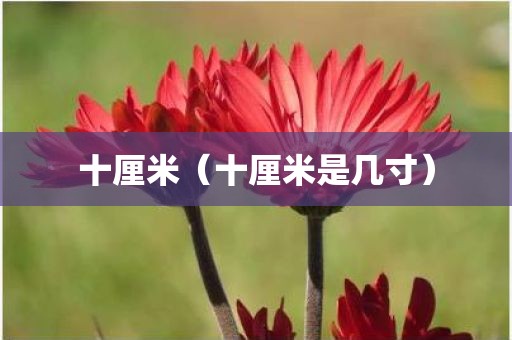 十厘米（十厘米是几寸）