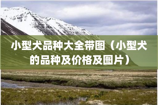 小型犬品种大全带图（小型犬的品种及价格及图片）