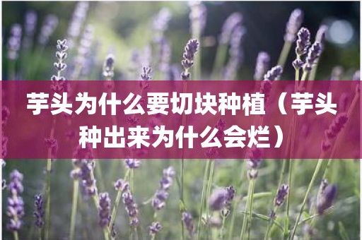 芋头为什么要切块种植（芋头种出来为什么会烂）