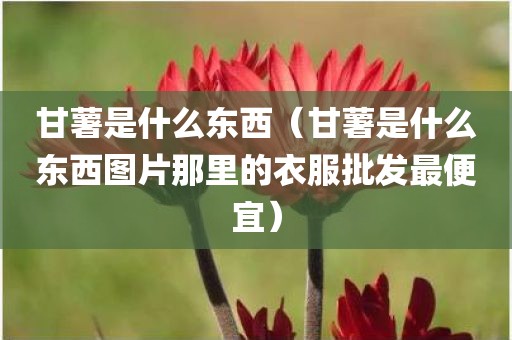 甘薯是什么东西（甘薯是什么东西图片那里的衣服批发最便宜）