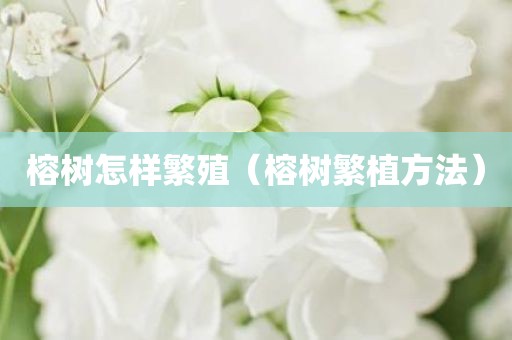 榕树怎样繁殖（榕树繁植方法）