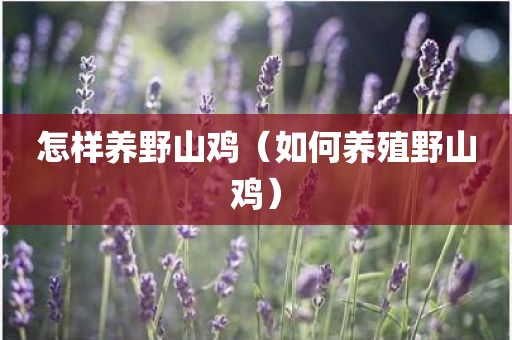 怎样养野山鸡（如何养殖野山鸡）