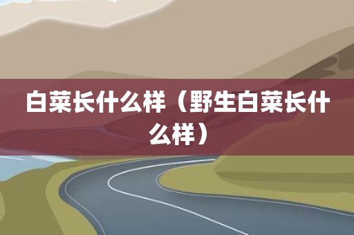 白菜长什么样（野生白菜长什么样）