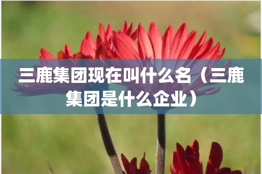 三鹿集团现在叫什么名（三鹿集团是什么企业）