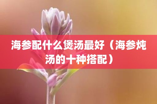 海参配什么煲汤最好（海参炖汤的十种搭配）