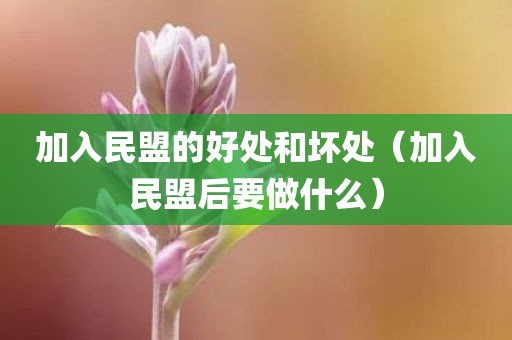 加入民盟的好处和坏处（加入民盟后要做什么）