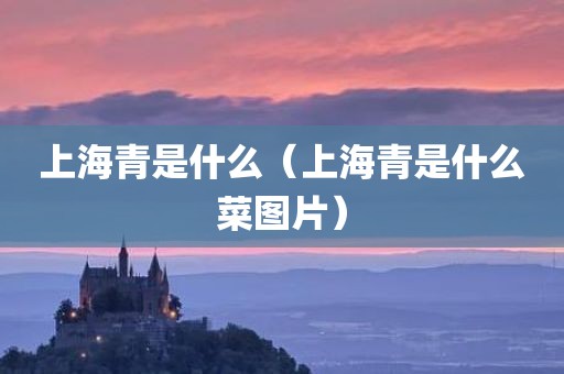 上海青是什么（上海青是什么菜图片）