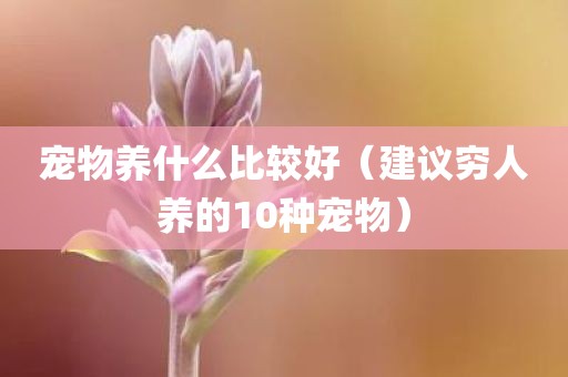 宠物养什么比较好(建议穷人养的10种宠物)
