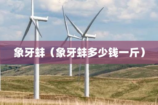 象牙蚌（象牙蚌多少钱一斤）