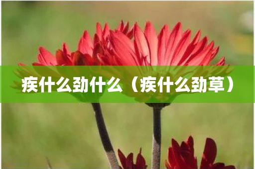 疾什么劲什么（疾什么劲草）