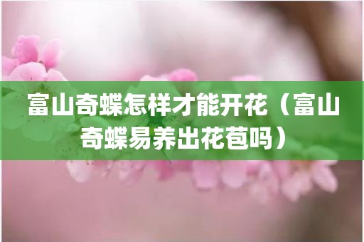 富山奇蝶怎样才能开花（富山奇蝶易养出花苞吗）