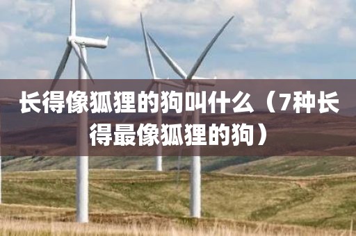 长得像狐狸的狗叫什么（7种长得最像狐狸的狗）