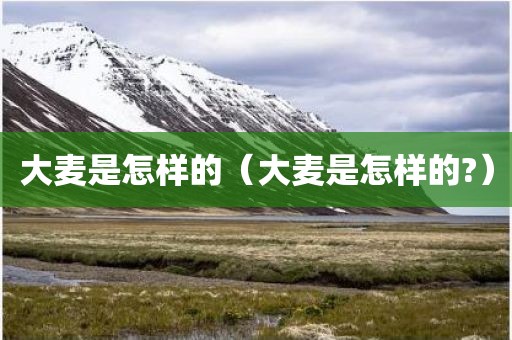 大麦是怎样的（大麦是怎样的?）
