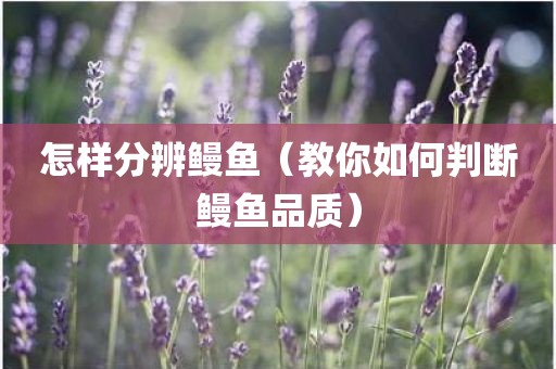 怎样分辨鳗鱼（教你如何判断鳗鱼品质）