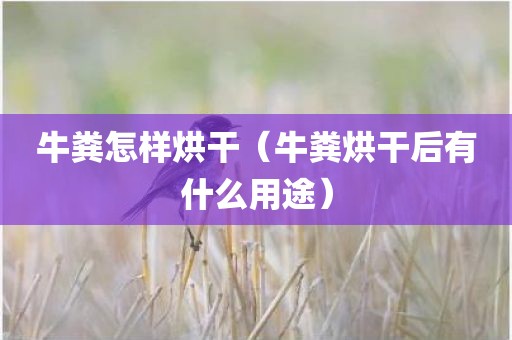 牛粪怎样烘干（牛粪烘干后有什么用途）