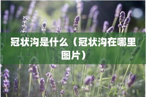 冠状沟是什么(冠状沟在哪里图片)