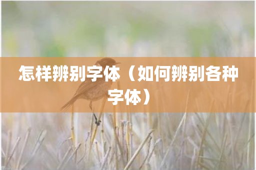怎样辨别字体（如何辨别各种字体）