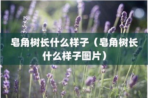 皂角树长什么样子（皂角树长什么样子图片）