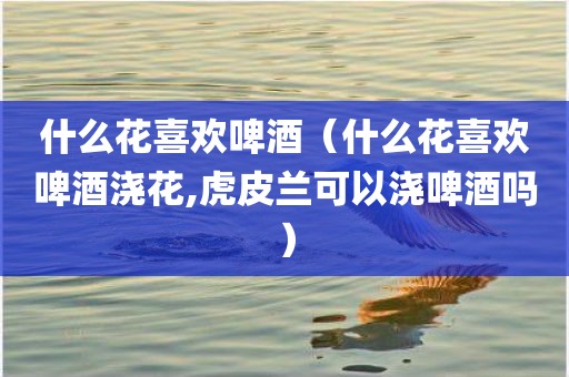 什么花喜欢啤酒（什么花喜欢啤酒浇花,虎皮兰可以浇啤酒吗）