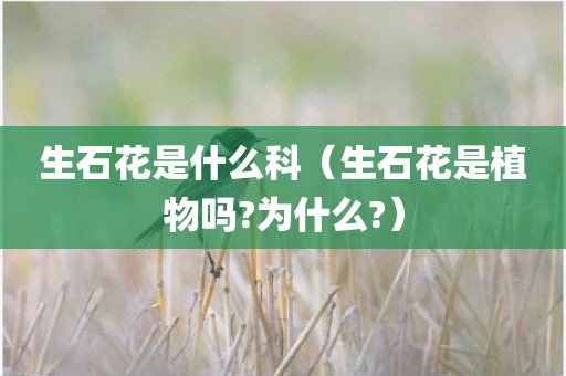 生石花是什么科(生石花是植物吗?为什么?)