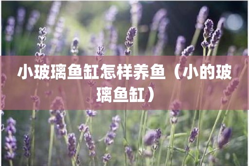 小玻璃鱼缸怎样养鱼（小的玻璃鱼缸）