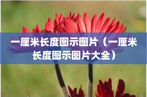 一厘米长度图示图片（一厘米长度图示图片大全）