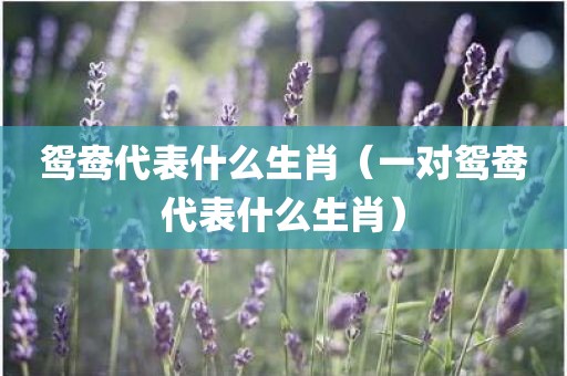 鸳鸯代表什么生肖（一对鸳鸯代表什么生肖）