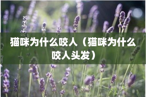 猫咪为什么咬人（猫咪为什么咬人头发）